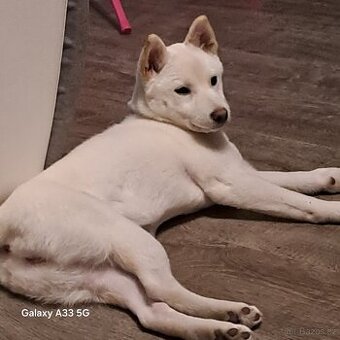 Shiba inu