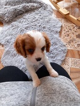 Kavalír king Charles Španěl, Cavalier
