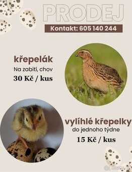 VYLÍHLÉ KŘEPELKY A KŘEPELÁCI