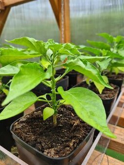 Sazenice Habanero - 1