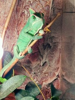Chameleon jemenský
