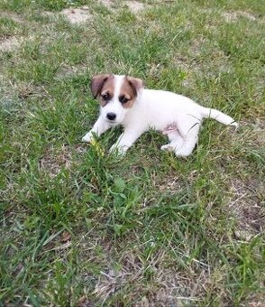 Jack Russell teriér