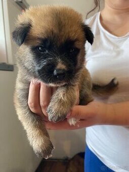 OVČAK křižený AKITA INU