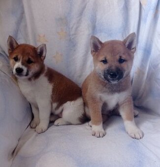 Shiba inu