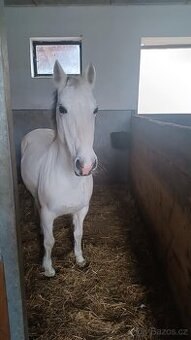 Pony kat.S