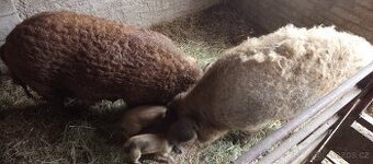 Mangalice čistokrevná selátka