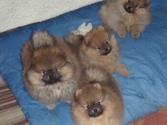 Pomeranian špic