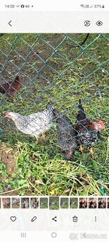 Prodám mladé kohouty