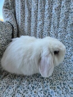 Minilop - rušení chovu