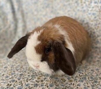 Minilop - rušení chovu