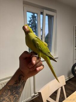 Alexandr malý i s klecí