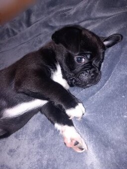 Štěňata Mops > s pinčem