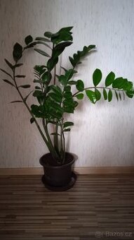 Pokojová rostlina - Zamiokulkas