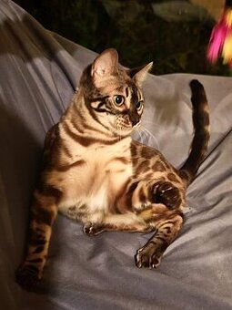 BENGÁLSKÁ KOČKA - kočička s PP