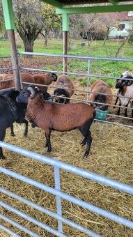 Kamerunský plemenný beran s POP