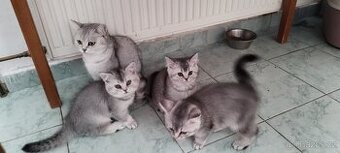 Britská koťátka činčila, bez P.P
