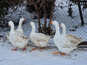 Husa bílá chov + kachna pizmova