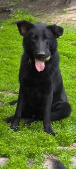 Daruji Německého ovčáka s PP