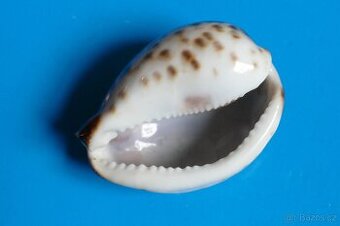 Cypraea tigris -freak