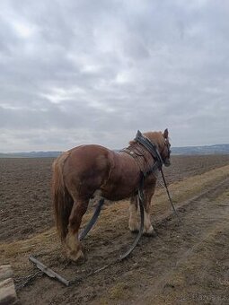 Chladnokrevnik polsky