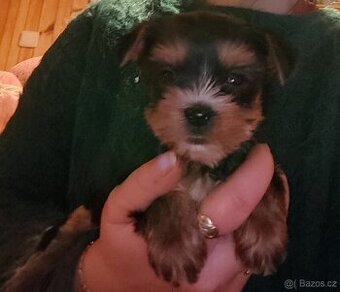 Jorkšírský teriér, kouzelná tři štěňátka