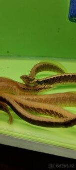 Hrotočelec prstenčitý