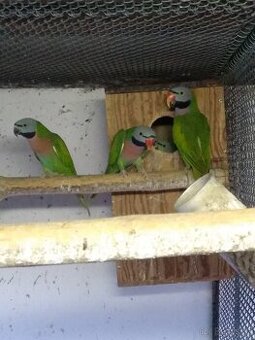 Alexandr růžový vousatý