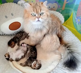 Britská koťátka s PP