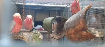 Rosela Penant oranžový, Rosela Pestrá, Rozela Rubino Kakadu