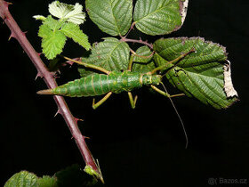 Strašilky Mearnsiana bullosa - 1