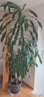 Dracena