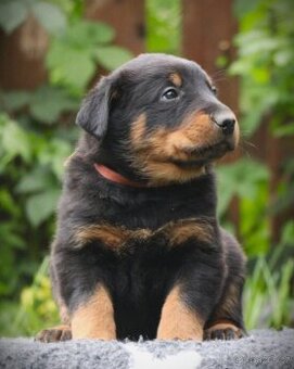 Beauceron s PP