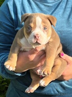 American bully s PP