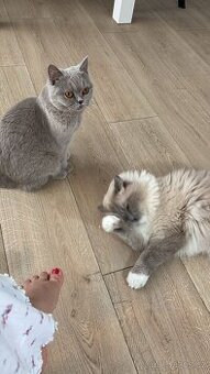 Ragdoll a britská