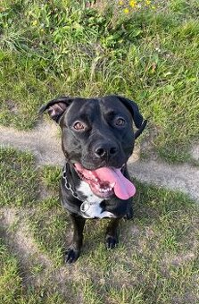 Amstaff bez PP - 1
