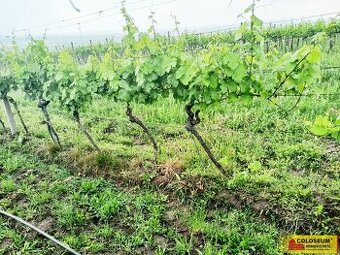 Němčičky - vinice, sady, les, orná půda 34 673 m2 – pozemek