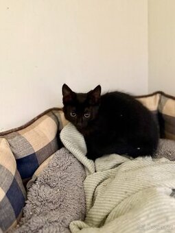 Cuba, 7 měsíců, černý kocourek