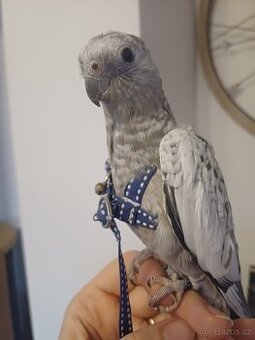 Korela bělohlavá perlová šedá