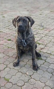 NĚMECKA DOGA X CANE CORSO