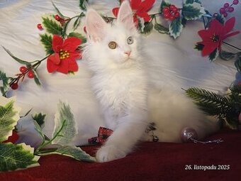 mainská mývalí koťata bez PP (Bella)