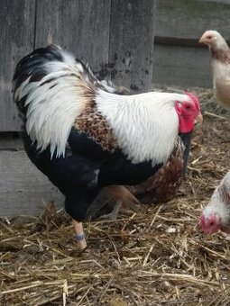 Wyandotka zdrobnělá lososová