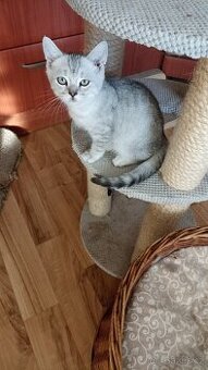 Britský kocourek whiskas s PP