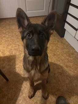 Štěňata Německého ovčáka s PP