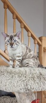 Bengálský kocour ke krytí