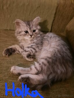 Nabízím čistokrevná britská koťata bez PP