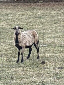 Prodám ovce kamerunské