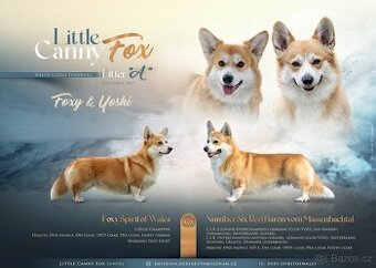 Welsh Corgi Pembroke s PP