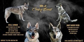 Československý vlčák s PP