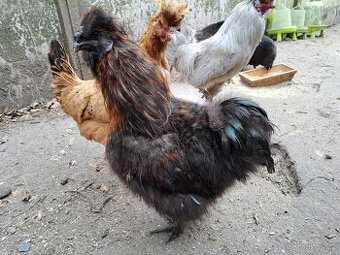 Kohout hedvábnička velká vousatá