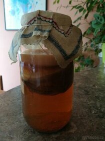 Kombucha - scoby v nálevu